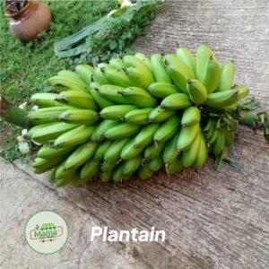 Plantains