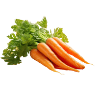 carrot